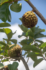 Annona crassiflora