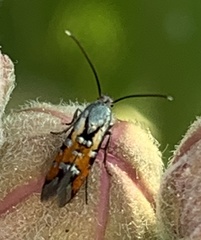 Neoheliodines nyctaginella