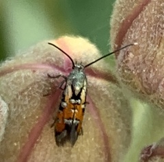 Neoheliodines nyctaginella