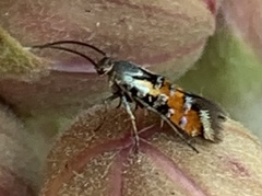 Neoheliodines nyctaginella