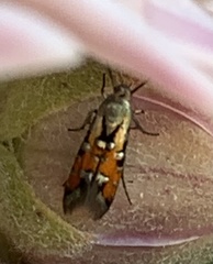 Neoheliodines nyctaginella