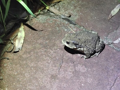 Bufo gargarizans
