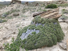 Linanthus caespitosus