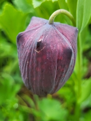 Fritillaria latifolia