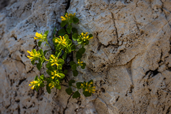 Perityle lindheimeri