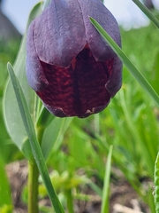 Fritillaria latifolia