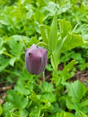 Fritillaria latifolia