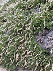 Linanthus caespitosus