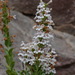 Hot Rock Penstemon - Photo (c) sacjackson, some rights reserved (CC BY-NC), uploaded by sacjackson