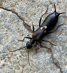 Opisthocosmiinae