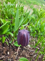 Fritillaria latifolia