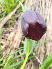Fritillaria latifolia