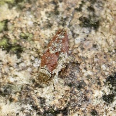 Paratettix cucullatus