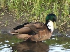 Anas platyrhynchos domesticus