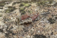 Paratettix cucullatus