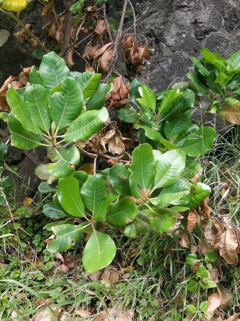 Ironwood (Sideroxylon mirmulans) · iNaturalist Ironwood (Sideroxylon mirmulans) · iNaturalist