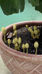 Leucocoprinus birnbaumii image