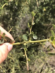 Ceanothus pendletonensis