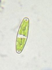 Closterium navicula