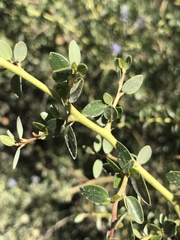 Ceanothus pendletonensis