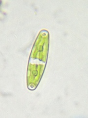 Closterium navicula