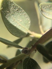 Ceanothus pendletonensis