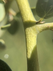 Ceanothus pendletonensis