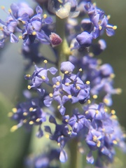 Ceanothus pendletonensis
