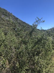 Ceanothus pendletonensis