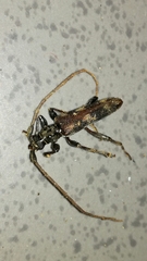 Elytrimitatrix hoegei