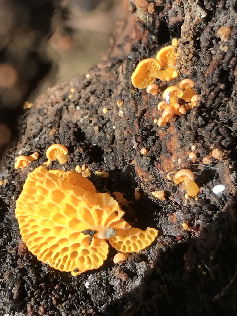 orange-pore-fungus-from-pound-street-warkworth-auckland-nz-on-june
