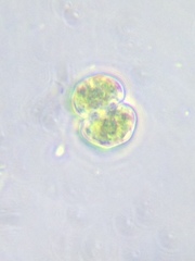 Cosmarium contractum