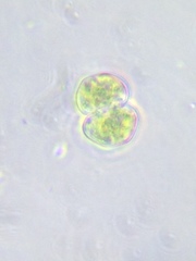 Cosmarium contractum