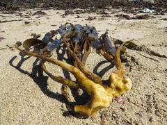 Lessonia trabeculata