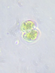 Cosmarium contractum