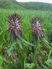 Giant Lousewort (Pedicularis wilhelmsiana)
