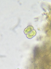 Cosmarium ornatum