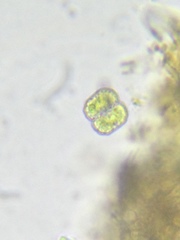 Cosmarium ornatum
