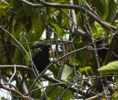 Acridotheres grandis