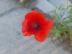 Papaver rhoeas