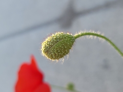 Papaver rhoeas