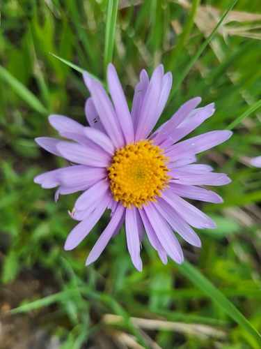 astra alpínska (Aster alpinus)