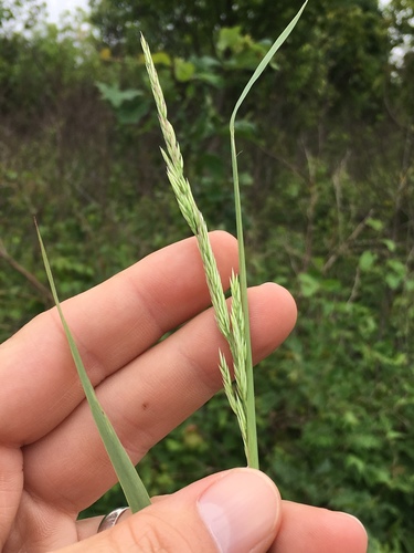 Porter's reedgrass (Calamagrostis porteri)