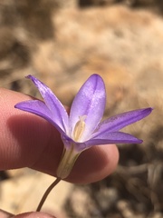 Brodiaea filifolia