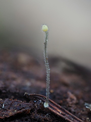 Mycena aciculata