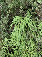 Lycopodium volubile