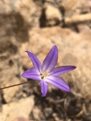 Brodiaea filifolia