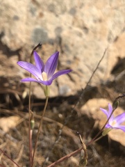 Brodiaea filifolia