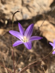 Brodiaea filifolia