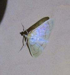 Helvibotys helvialis